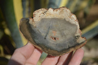 Polished Petrified Wood Slices x 6 From Gokwe, Zimbabwe