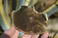 Polished Petrified Wood Slices x 6 From Gokwe, Zimbabwe