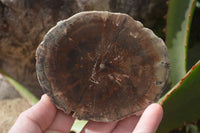 Polished Petrified Wood Slices x 6 From Gokwe, Zimbabwe