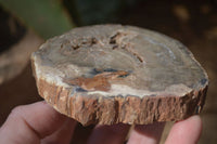 Polished Petrified Wood Slices x 6 From Gokwe, Zimbabwe