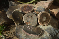 Polished Petrified Wood Slices x 6 From Gokwe, Zimbabwe