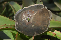 Polished Petrified Wood Slices x 6 From Gokwe, Zimbabwe