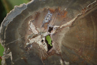 Polished Petrified Wood Slices x 6 From Gokwe, Zimbabwe