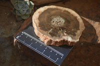 Polished Petrified Wood Slices x 6 From Gokwe, Zimbabwe