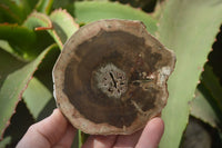 Polished Petrified Wood Slices x 6 From Gokwe, Zimbabwe