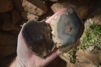 Polished Petrified Wood Slices x 6 From Gokwe, Zimbabwe