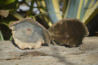 Polished Petrified Wood Slices x 6 From Gokwe, Zimbabwe