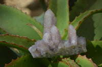 Natural Amethyst / Ametrine Spirit Quartz Clusters x 6 From Boekenhouthoek, South Africa