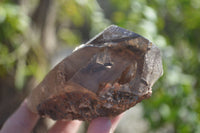 Natural Half Polished Smokey Quartz Crystals x 2 From Zomba, Malawi