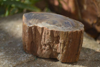 Polished Petrified Wood Branch Pieces x 4 From Gokwe, Zimbabwe