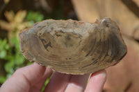 Polished Petrified Wood Branch Pieces x 4 From Gokwe, Zimbabwe