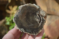 Polished Petrified Wood Branch Pieces x 4 From Gokwe, Zimbabwe