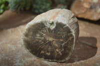 Polished Petrified Wood Branch Pieces x 4 From Gokwe, Zimbabwe