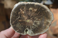 Polished Petrified Wood Branch Pieces x 4 From Gokwe, Zimbabwe