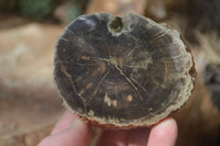 Polished Petrified Wood Branch Pieces x 4 From Gokwe, Zimbabwe