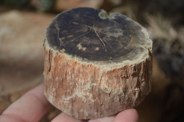 Polished Petrified Wood Branch Pieces x 4 From Gokwe, Zimbabwe