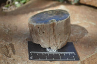 Polished Petrified Wood Branch Pieces x 4 From Gokwe, Zimbabwe