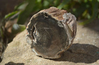 Polished Petrified Wood Branch Pieces x 4 From Gokwe, Zimbabwe