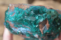 Natural Emerald Dioptase Specimen x 1 From Congo