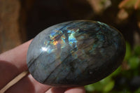 Polished Labradorite Galet / Palm Stones x 12 From Tulear, Madagascar