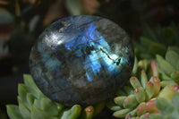 Polished Labradorite Galet / Palm Stones x 12 From Tulear, Madagascar