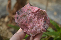 Natural Rhodonite Cobbed Specimens x 6 From Zimbabwe