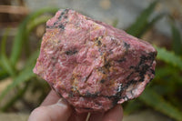 Natural Rhodonite Cobbed Specimens x 6 From Zimbabwe