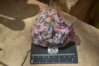 Natural Rhodonite Cobbed Specimens x 6 From Zimbabwe