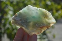 Natural Jade Specimens x 12 From Swaziland