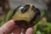 Polished Septerye Galet / Palm Stones x 12 From Mahajanga, Madagascar