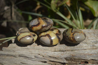 Polished Septerye Galet / Palm Stones x 12 From Mahajanga, Madagascar