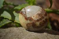 Polished Septerye Galet / Palm Stones x 12 From Mahajanga, Madagascar