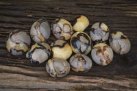 Polished Septerye Galet / Palm Stones x 12 From Mahajanga, Madagascar