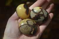 Polished Septerye Galet / Palm Stones x 12 From Mahajanga, Madagascar