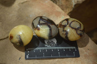 Polished Septerye Galet / Palm Stones x 12 From Mahajanga, Madagascar