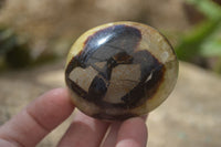 Polished Septerye Galet / Palm Stones x 12 From Mahajanga, Madagascar