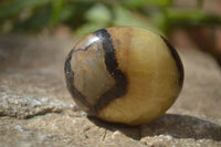 Polished Septerye Galet / Palm Stones x 12 From Mahajanga, Madagascar