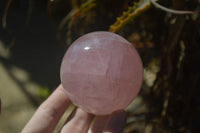 Polished Star Rose Quartz Spheres x 2 From Madagascar