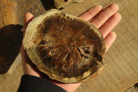 Polished Petrified Wood Slices x 6 From Gokwe, Zimbabwe