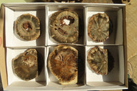 Polished Petrified Wood Slices x 6 From Gokwe, Zimbabwe