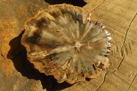 Polished Petrified Wood Slices x 6 From Gokwe, Zimbabwe