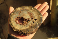 Polished Petrified Wood Slices x 6 From Gokwe, Zimbabwe