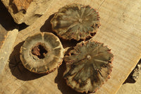 Polished Petrified Wood Slices x 6 From Gokwe, Zimbabwe