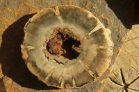 Polished Petrified Wood Slices x 6 From Gokwe, Zimbabwe