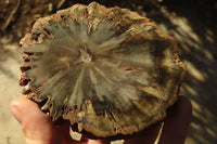 Polished Petrified Wood Slices x 6 From Gokwe, Zimbabwe