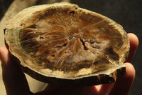 Polished Petrified Wood Slices x 6 From Gokwe, Zimbabwe