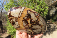 Polished Septerye Standing Free Forms x 2 From Mahajanga, Madagascar