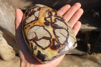 Polished Septerye Standing Free Forms x 2 From Mahajanga, Madagascar