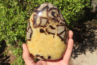 Polished Septerye Standing Free Forms x 2 From Mahajanga, Madagascar