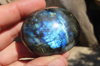 Polished Labradorite Galet / Palm Stones x 12 From Tulear, Madagascar